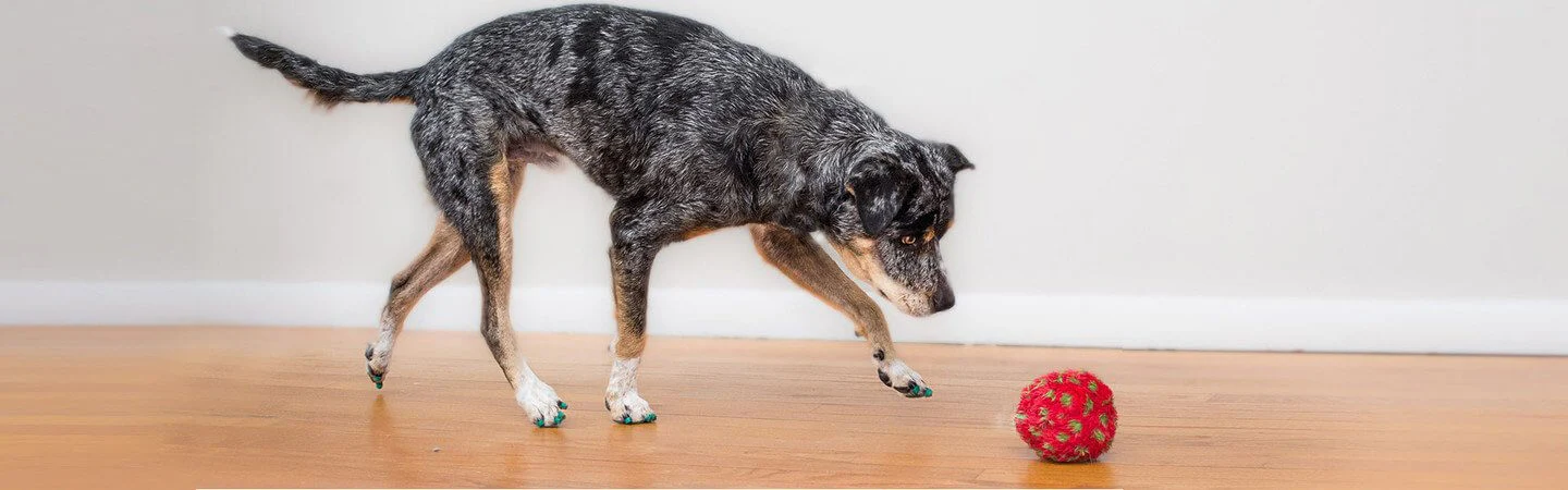 Instant Traction for Every Paw