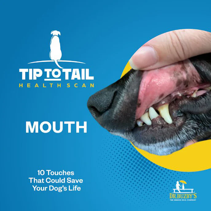 Dr. Buzby's Master Class: The Tip-to-Tail Health Scan™ - Image 4