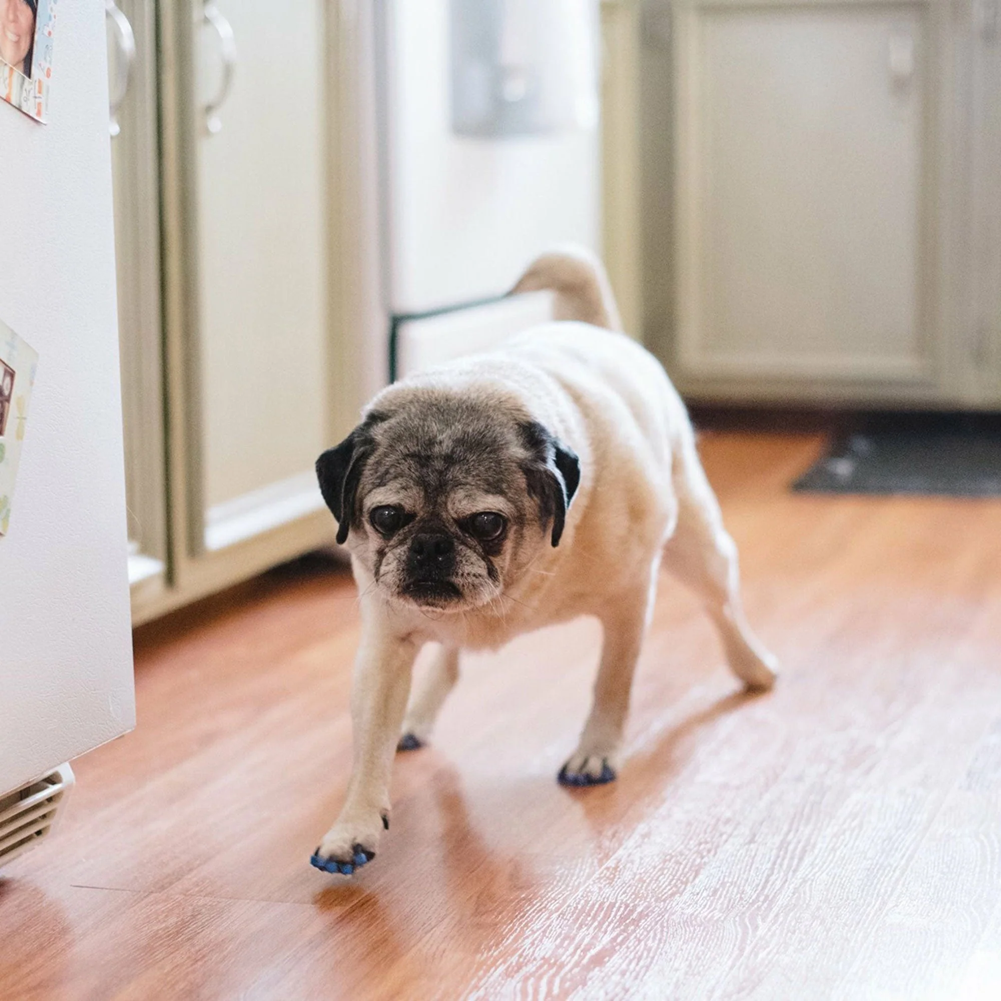Dr. Buzby's ToeGrips® for Dogs - Image 5