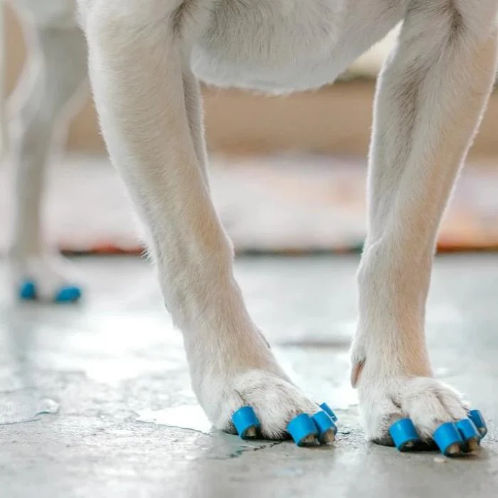 Dr. Buzby's ToeGrips® for Dogs - Image 8